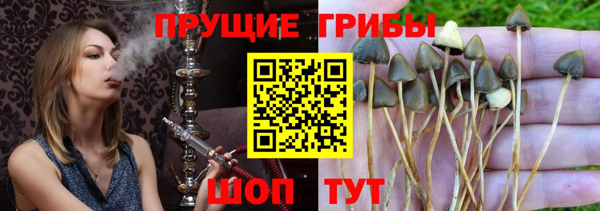 Галлюциногенные грибы Psilocybine cubensis Сунжа